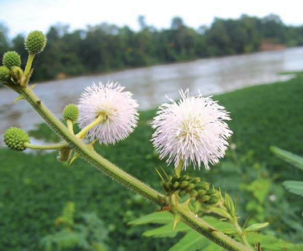 Ngăn[-]chặn[-]xâm[-]lấn[-]của[-]cây[-]mai[-]dương[-]-[-]loài[-]thực[-]vật[-]ngoại[-]lai[-]xâm[-]hại[-]nguy[-]hiểm[-]